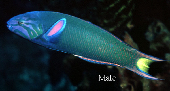  Thalassoma lunare (Moon Wrasse)